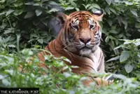 Nepal's tiger population climbs to 429 in latest national census