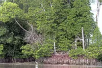 Action plan for conserving nation’s mangrove forests