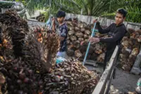 Indonesia seeks exemption for US palm oil exports