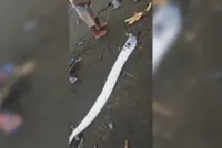 Dead oarfish in Philippines' Davao Occidental coast sparks earthquake fears