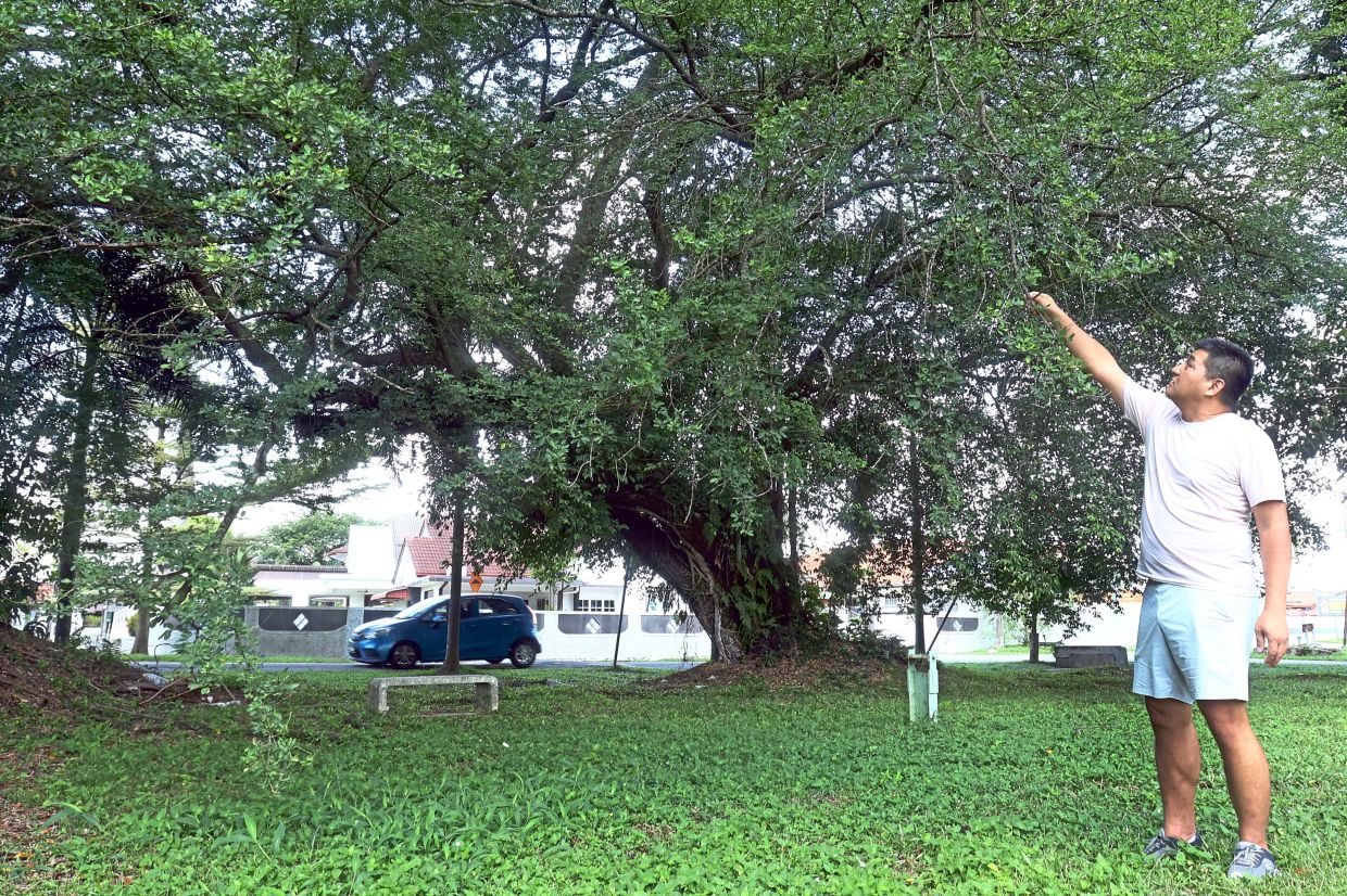 Cheng holding one of the branches of a tree that needs pruning at a field near his house in Taman Sunrise.