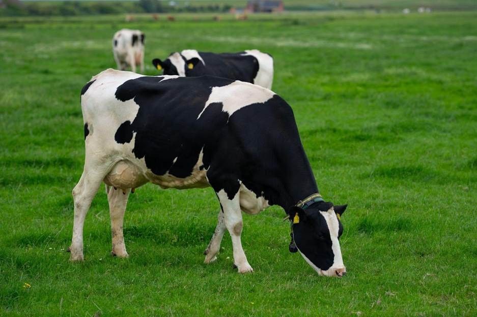 Magnolia’s fresh milk comes from Holstein cows housed at an F&N AgriValley barn designed to provide a comfortable environment for the herd.