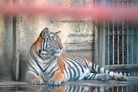 Sundarban tigers losing ground