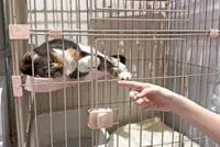 Cat cafe felines rescued from quake-hit mall