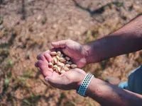 California’s pistachio payoff