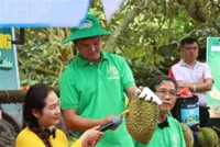 Durian export boom puts growing area code reforms under scrutiny
