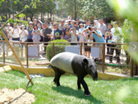 Malayan tapir debuts at Liaoning's Dalian Forest Zoo
