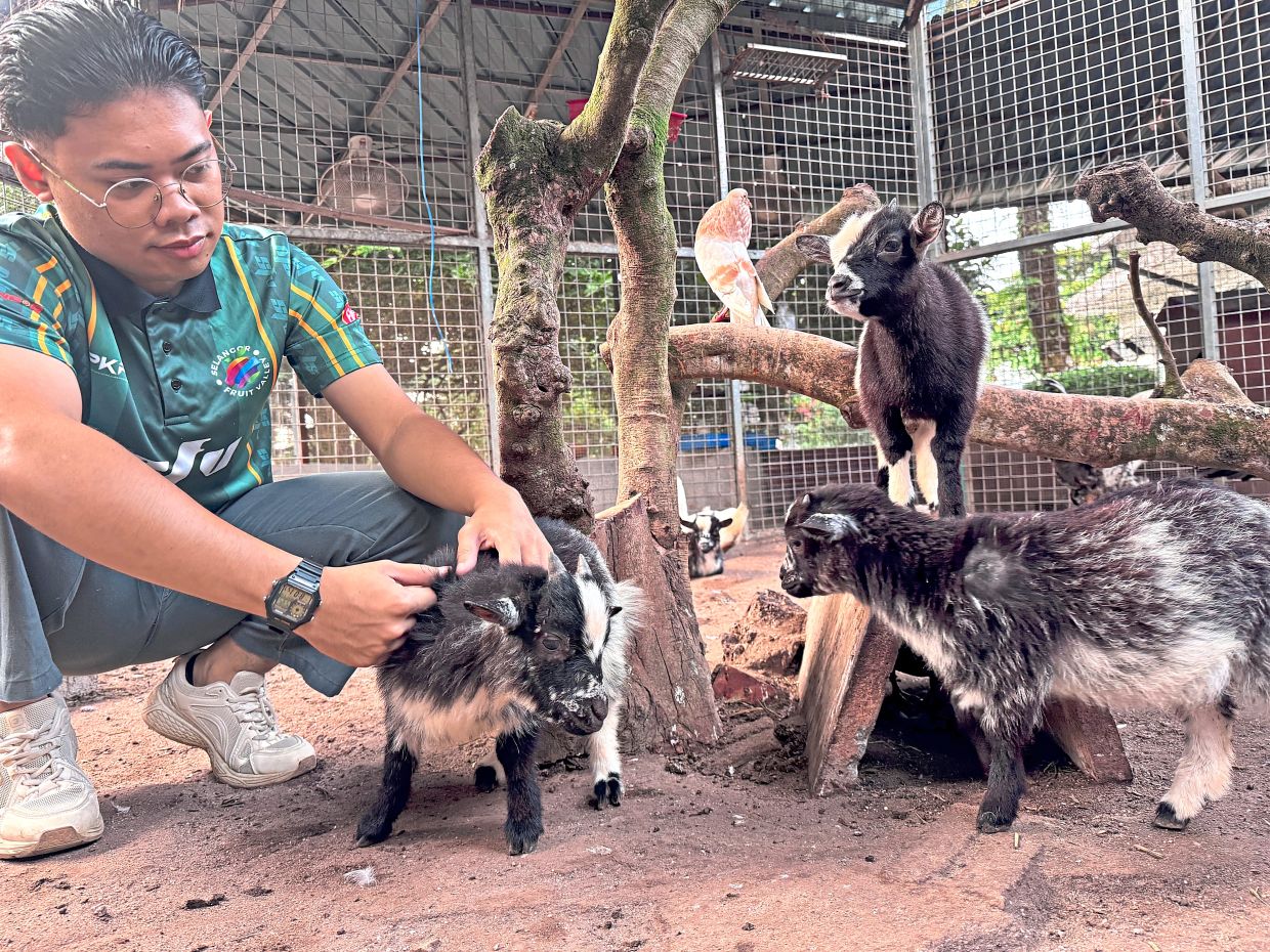 Pygmy goats at the petting zoo within a herb garden in the fruit valley.