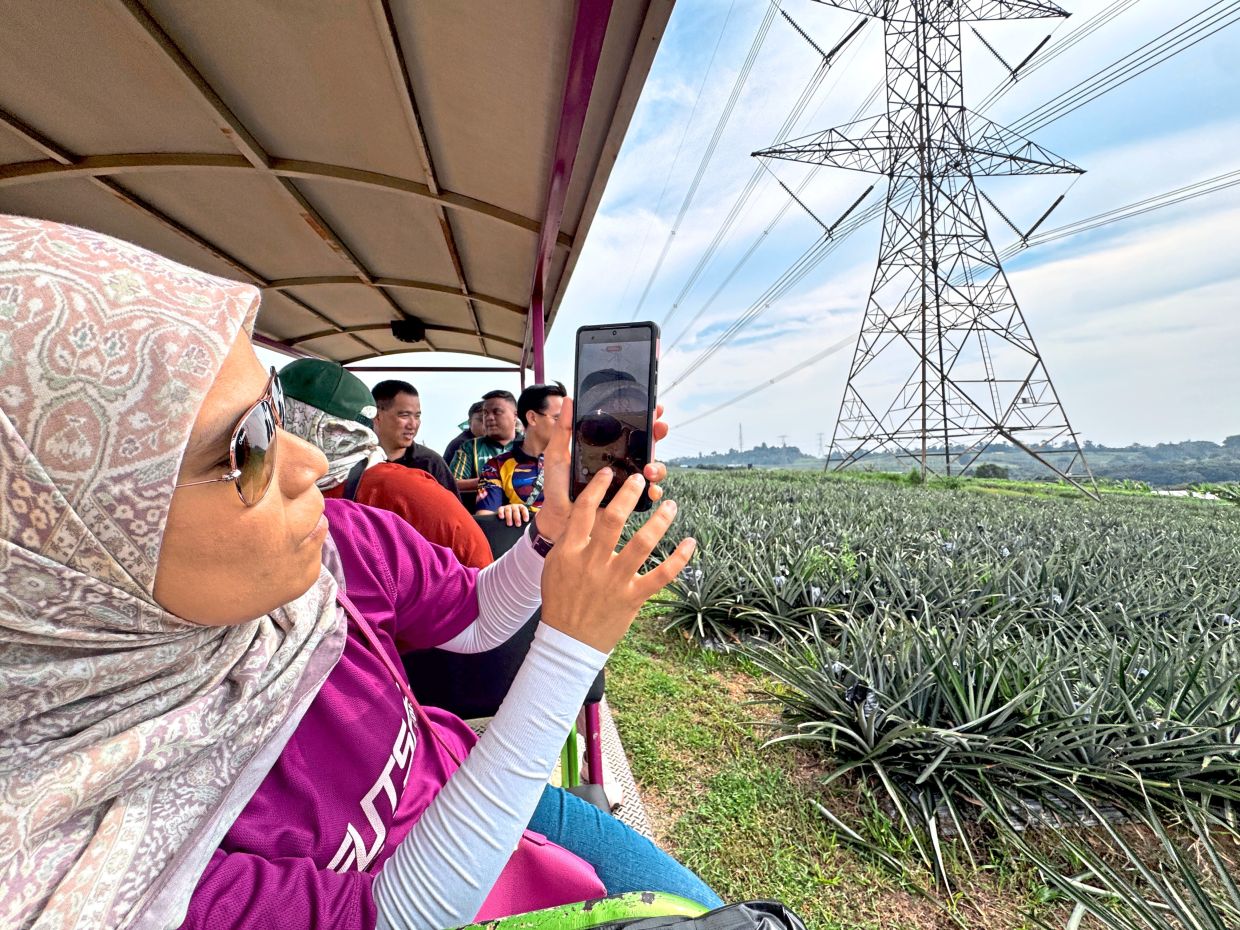 Visitors passing by a field of pineapple plants.