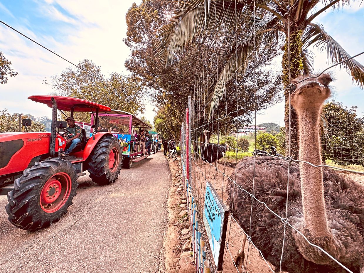 Tractor rides and a mini zoo, where ostriches are the star attraction, are favourite draws at the fruit valley.