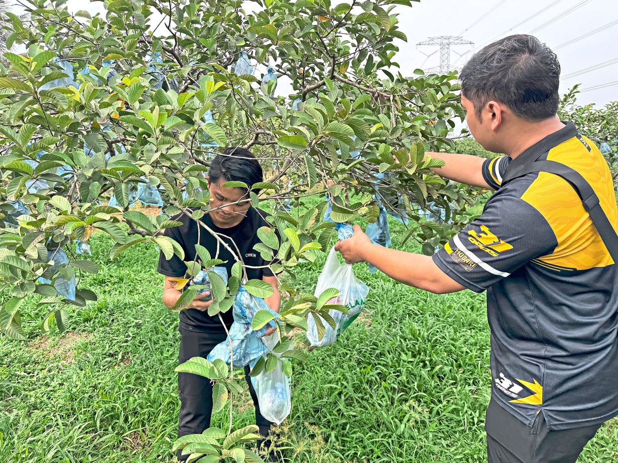 One favourite activity for visitors at the Selangor Fruit Valley is plucking fruits on their own.