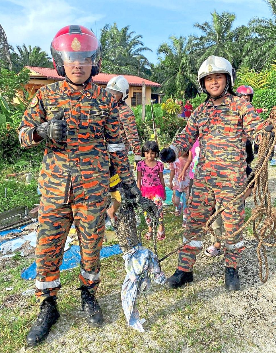 Croc-ked the code: Johor firefighters holding a young crocodile that was captured at Kampung Parit Gantung in Batu Pahat in May last year.