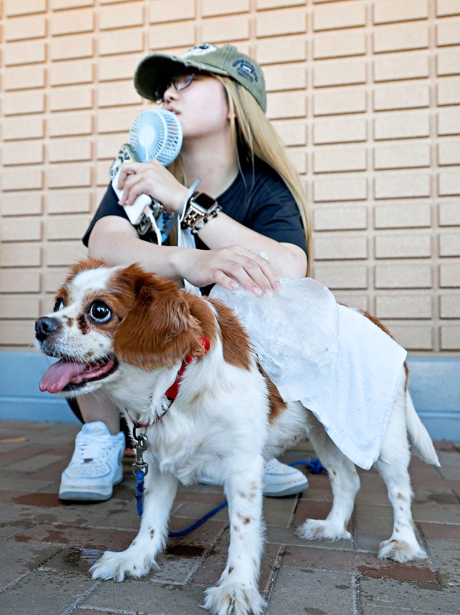 A woman placing an ice bag on her grandmother’s pet dog, Miru, at a shelter for people whose homes were damaged by the earthquake in Uki. — Kyodo News via AP/Reuters