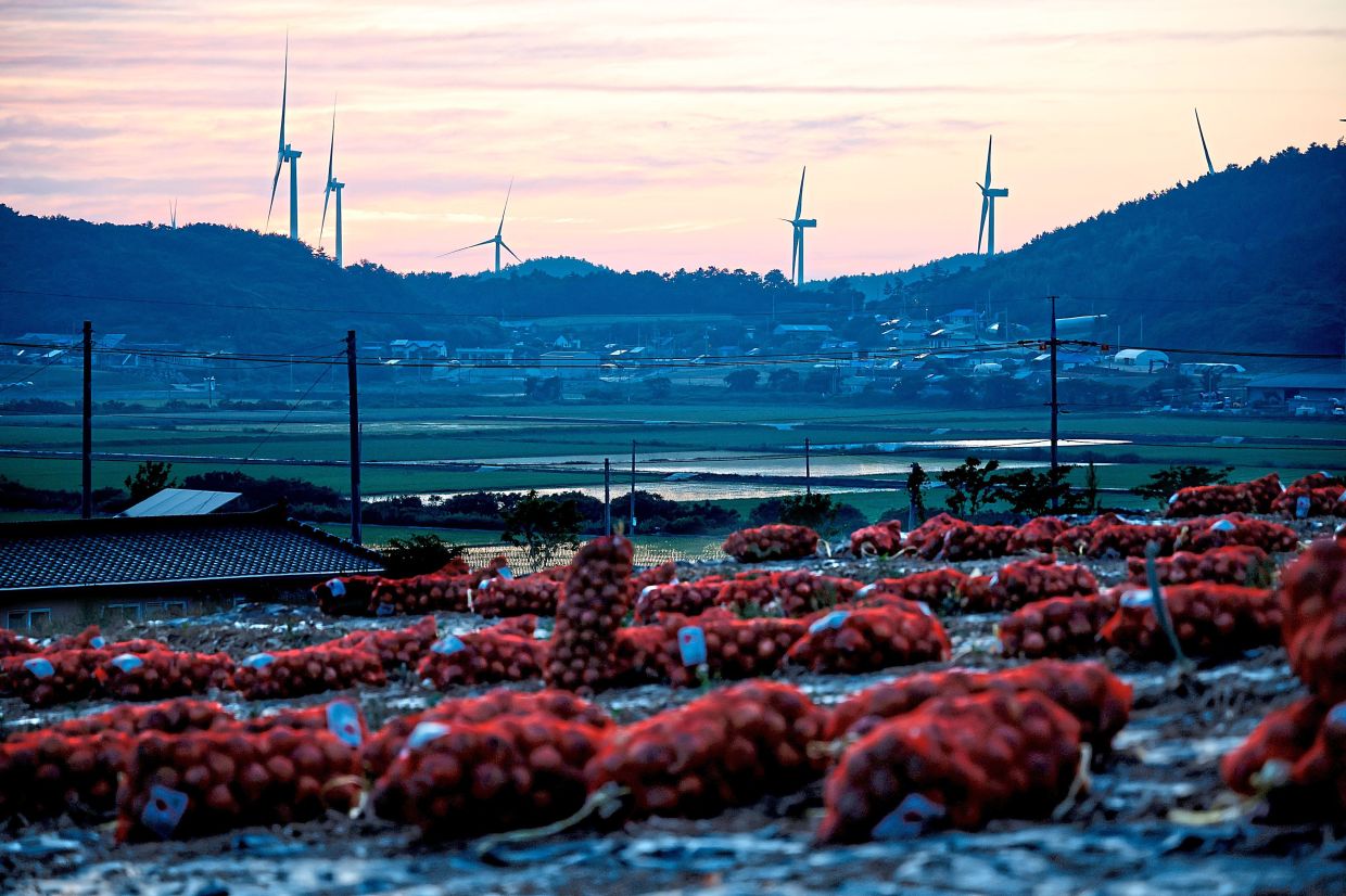 Bags of harvested onions on the island of Jaeun, near Biguem Island. — Cho Woo-hae/The New York Times