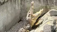 Crocodile believed extinct in Pampanga found and rescued