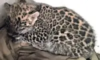 Leopard cub recovered in raid on illegal breeding farm in Lahore