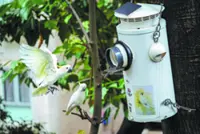 Urban parks help conserve critically endangered cockatoos