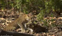 Living with leopards in the Himalayas