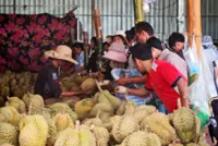 Protecting ‘Made in Cambodia’ brand next challenge as durian exports surge