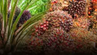 Cops foil brothers' attempt to steal two tonnes of oil palm fruit