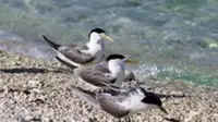 South Australia investigates mass tern deaths amid suspected H5 bird flu