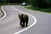 Romania expands bear cull, critics say enforcement gaps persist