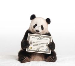 Tapping the panda bond opportunity