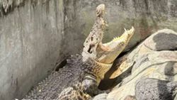 Crocodile believed extinct in Pampanga found and rescued