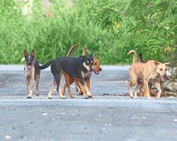 Selangor to review stray animal management SOP after death of Rocky