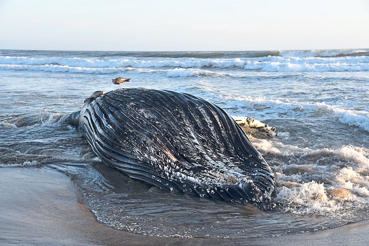 A file photo of a juvenile humpback what that washed ashore after dying from domoic acid poisoning in Monterey Bay in early June. — Marine Mammal Stranding Network, UC Santa Cruz/AFP