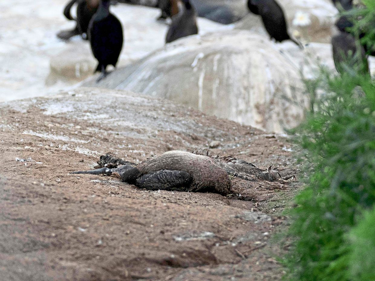 A file photo of a dead cormorant in La Jolla, California. In recent months, dozens of pelicans and cormorants were found dead near San Diego. — ALEXANDER RUBENSTEIN/Scripps Institution of Oceanography, UC San Diego/AFP