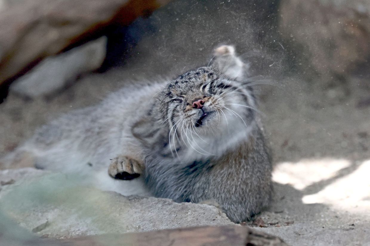 Azu the Pallas’s cat gave birth to five kittens on May 12 at the Kobe zoo.