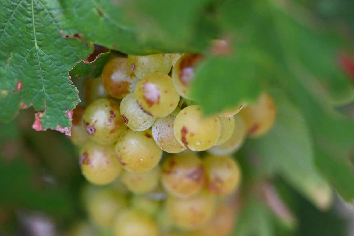 Wine grapes during a harvest in La Palme, southern France on July 30, 2026. — Lionel BONAVENTURE/AFP