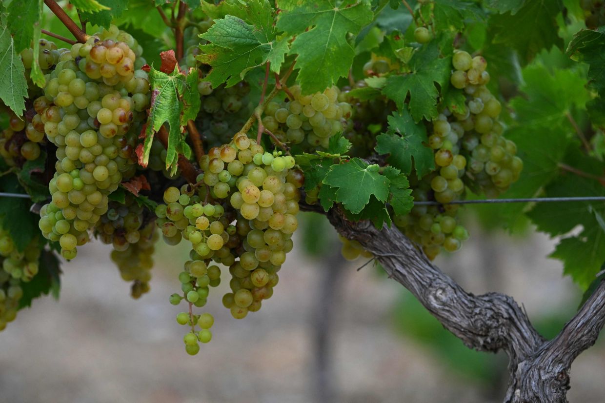 This photograph shows wine grapes during a harvest in La Palme, southern France on July 30, 2026.— Photo: Lionel BONAVENTURE/AFP (Photo by Lionel BONAVENTURE / AFP)
