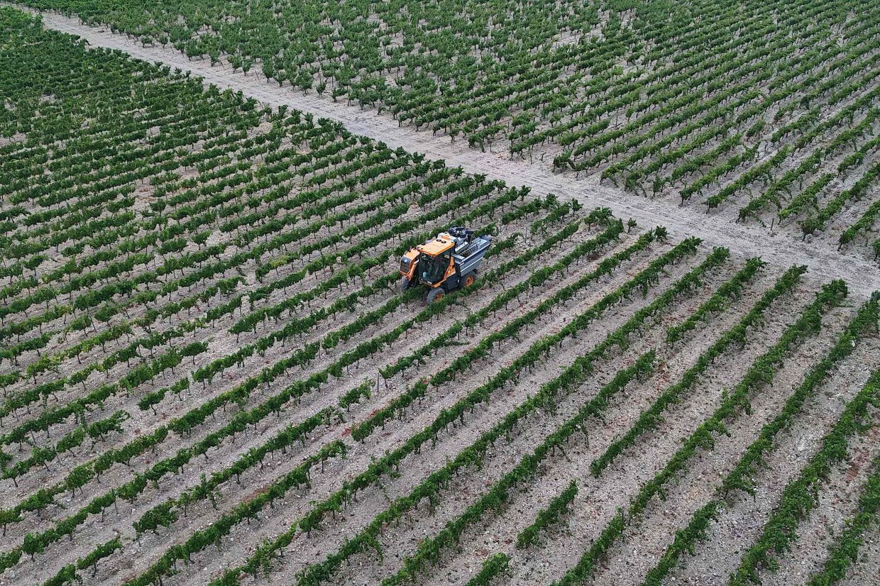 Winemaker Alain Gleyzes harvesting his wine grapes with a grape harvester tractor in La Palme, southern France on July 30, 2026.— Photo: Lionel BONAVENTURE/AFP