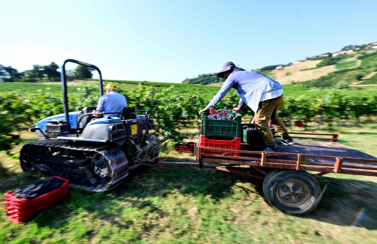 Workers harvest Pinot Noir grapes in the vineyards The Defilippi - i Gessi winery in the small village of Oliva Gessi in Italy. — Photo:Stefano RELLANDINI/AFP