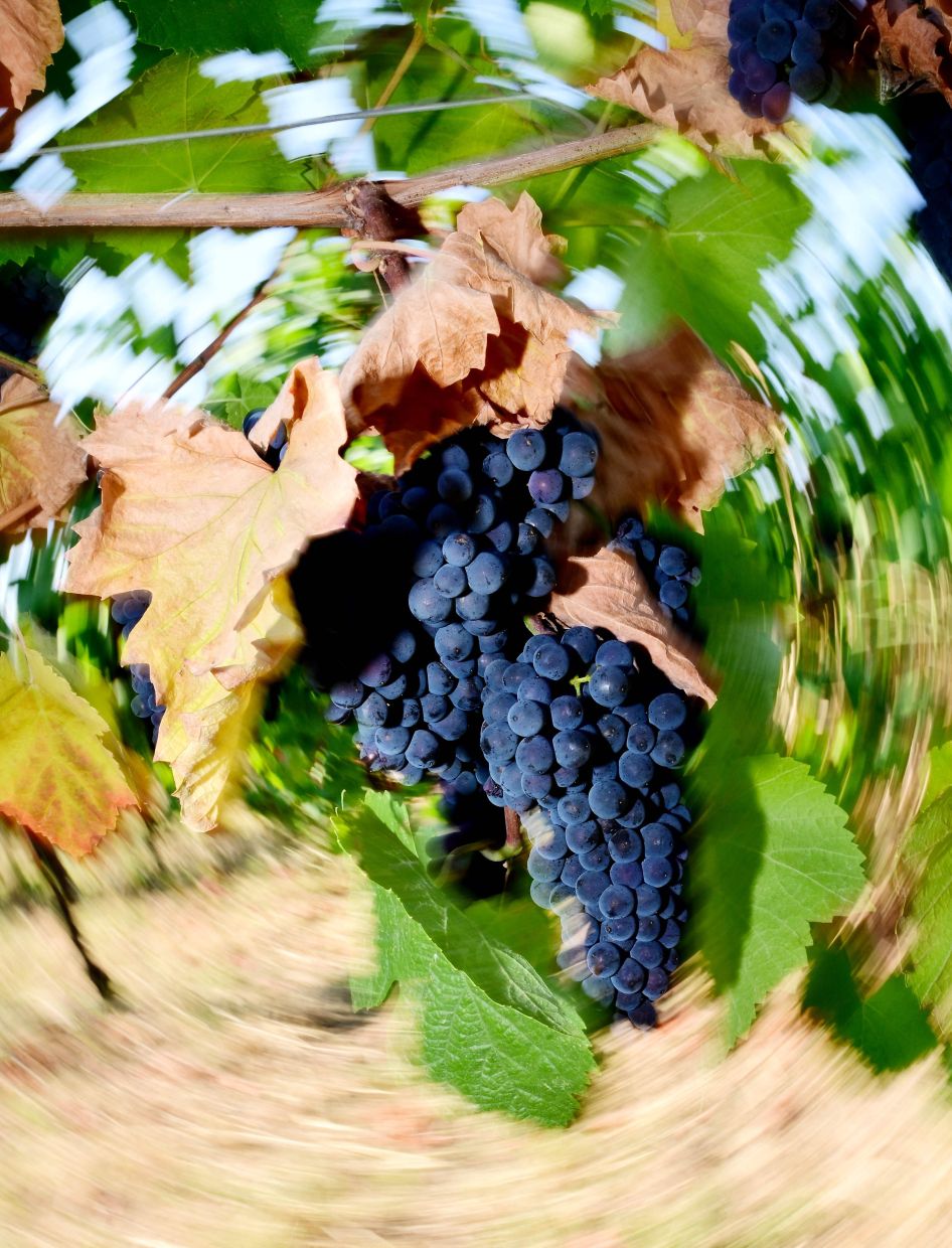 Grapes of Pinot Noir during the harvest in the vineyards The Defilippi - i Gessi winery in the small village of Oliva Gessi in Italy. — Photo:Stefano RELLANDINI/AFP