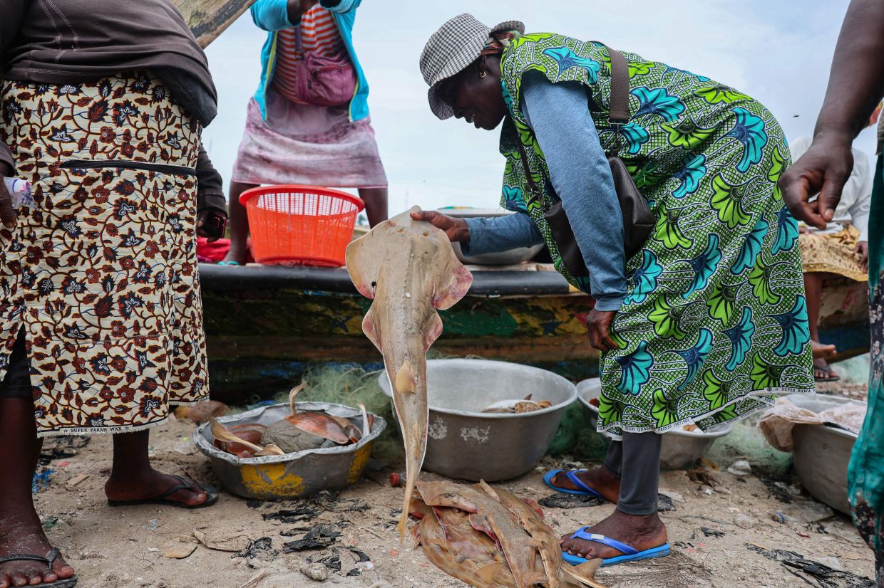 A woman holds a guitarfish at the fishing harbour in Apam, on June 22, 2026.