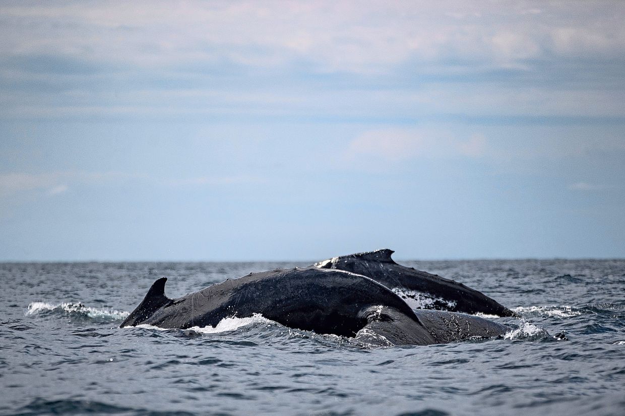 Humpback whales surface together in Bahia Solano, Colombia.