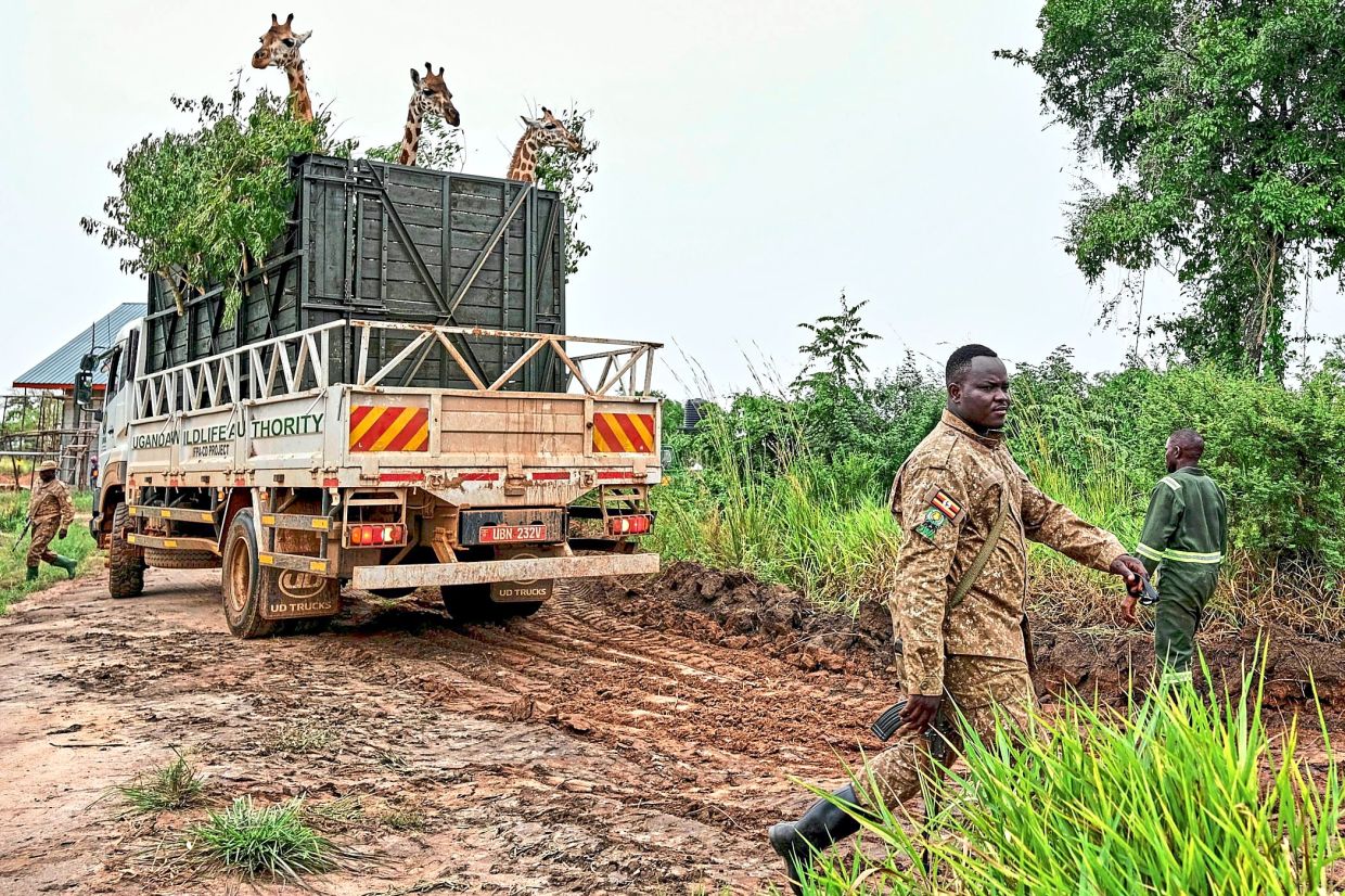 A truck carrying Nubian giraffes is parked as rangers prepare for their translocation.