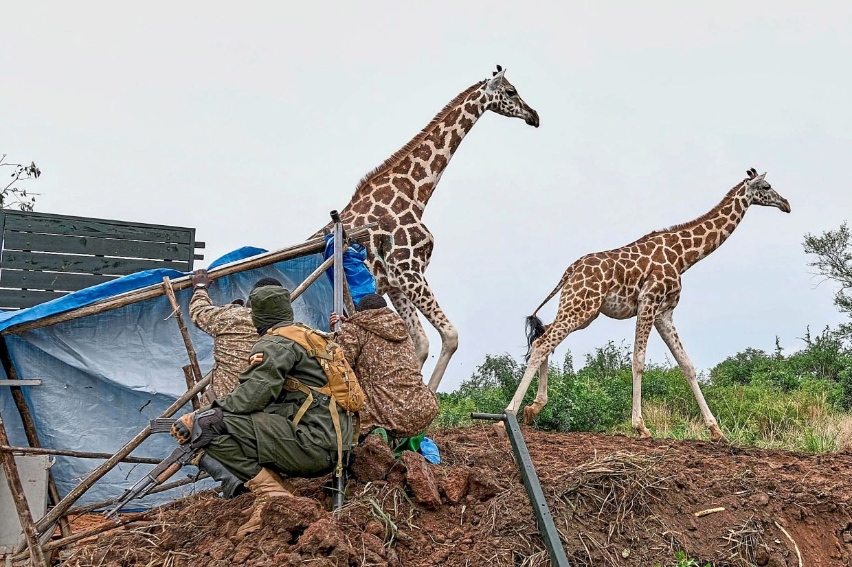 Released giraffes during their translocation from Murchison Falls National Park to Ajai Wildlife Reserve.