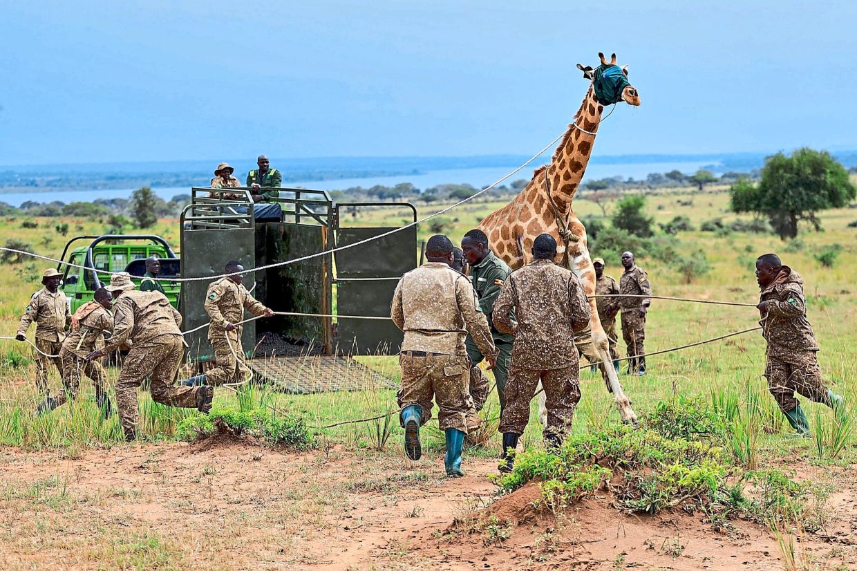 Rangers and veterinarians handle a sedated Nubian giraffe.
