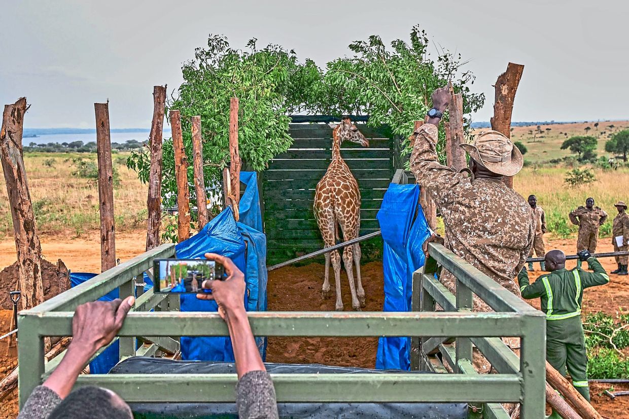 A sedated Nubian giraffe stands inside a transport crate.