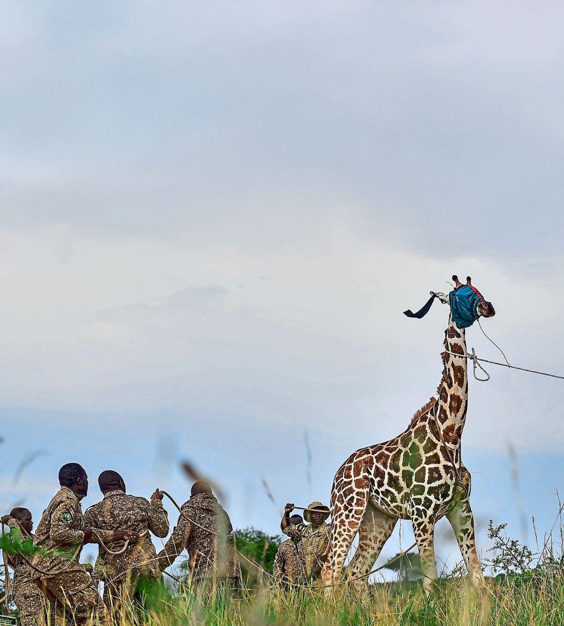 Uganda Wildlife Authority rangers and veterinarians restrain a sedated Nubian giraffe with its eyes covered by a cloth during translocation from Murchison Falls National Park to Ajai Wildlife Reserve, near Arua, northwestern Uganda, Wednesday, July 22, 2026. (AP Photo/Hajarah Nalwadda)