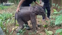 Rescued wild elephant calf in critical condition after being found alone in Kanchanaburi