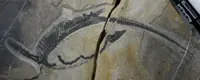 Chinese fossil shows internal organs of prehistoric marine reptile