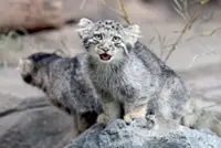 'Grumpy' cats on display in Japan; UN fast tracks antelope migration path