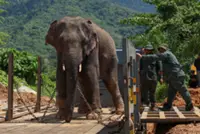 Perhilitan relocates wild male elephant from residential area in Gua Musang