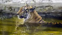 Woman dies in tiger attack in India's Madhya Pradesh village