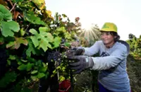French, Italian winegrowers face earliest ever harvest, caused by hot weather